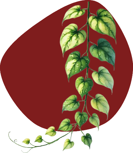 Plante verte décorative dans le cabinet de psychologie